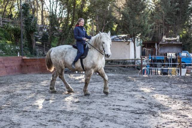En vue d'une épaule en dedans sur le cercle, on peux observer le postérieur intérieur qui s'engage. Crédits photo Sarah Stefani.